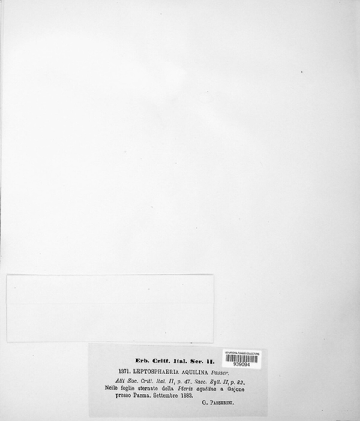 Leptopeltis aquilina image
